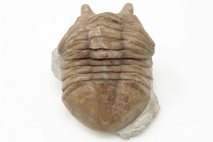 2.5" Asaphus Cornutus Trilobite Fossil - Russia